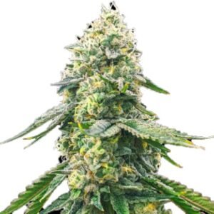 Cocopopo Cannabis Feminized Seeds CG Australia