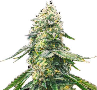 Cocopopo Cannabis Feminized Seeds CG Australia