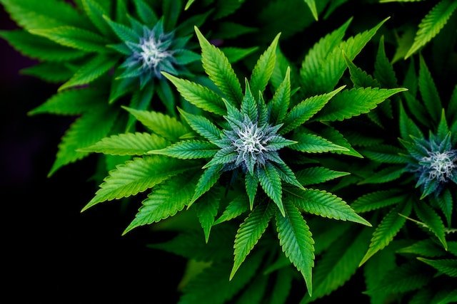 bright weed flower