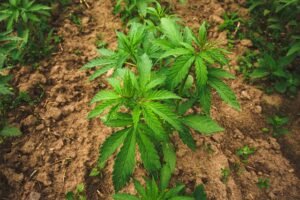 cannabis growing outside