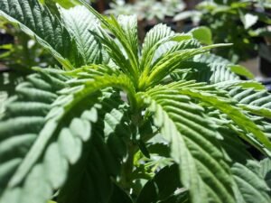 cannabis leaves