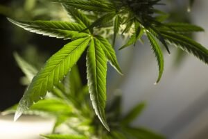 marijuana-leaf