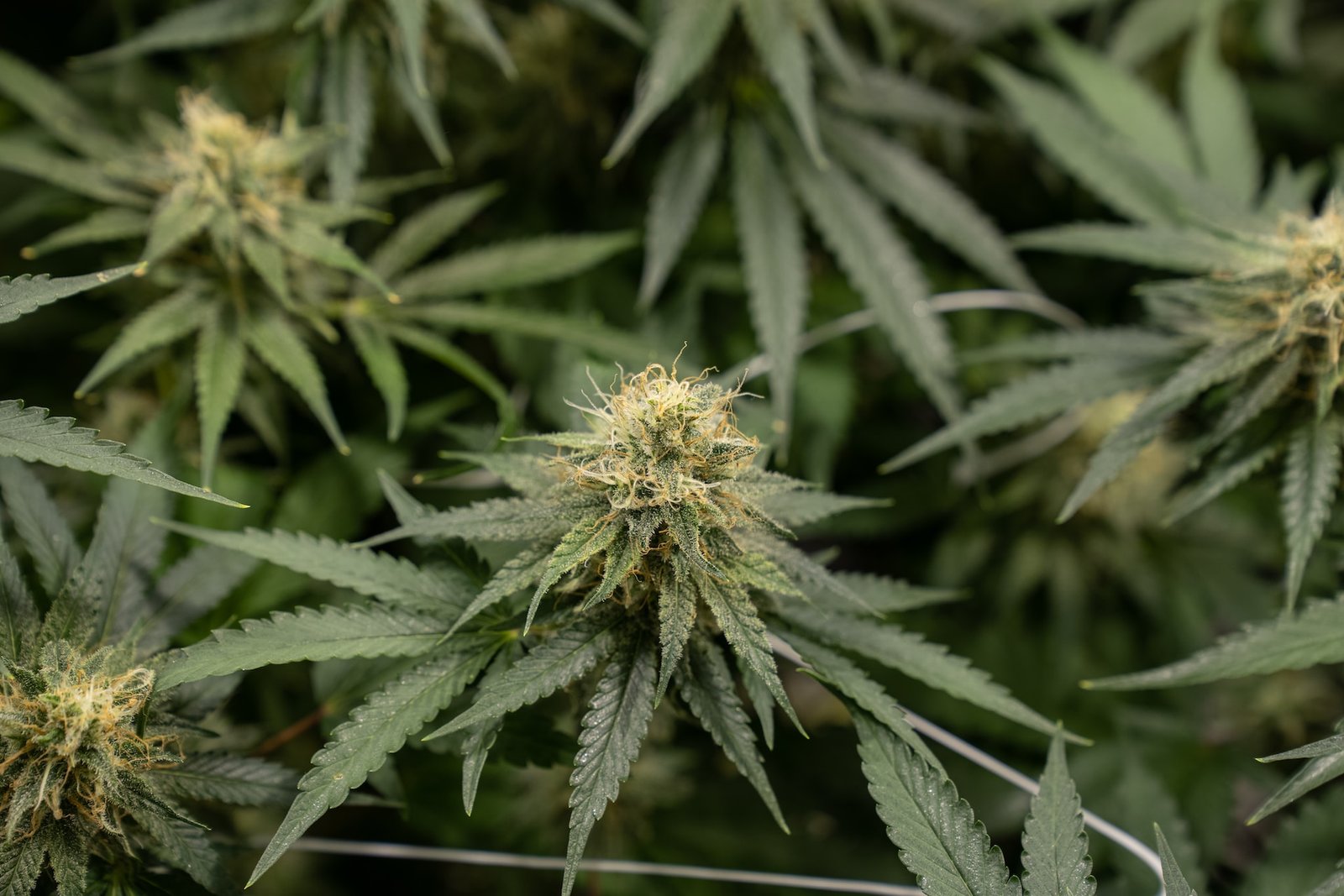 flowers marijuana