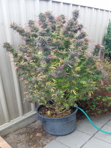 Bruce Banner #5 Feminized (+ Free Seeds) photo review