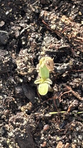 Bruce Banner #5 Feminized (+ Free Seeds) photo review