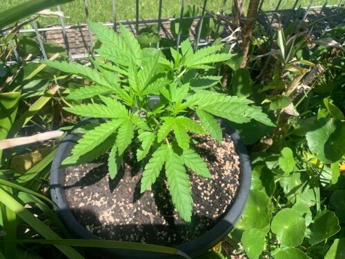 Bruce Banner #5 Feminized (Free Seeds Promo) photo review