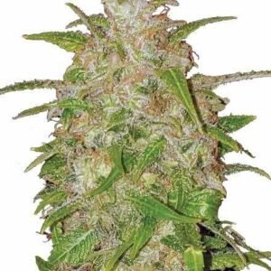 Bruce Banner Seeds Australia Feminized CG Australia fast shipping local Australian