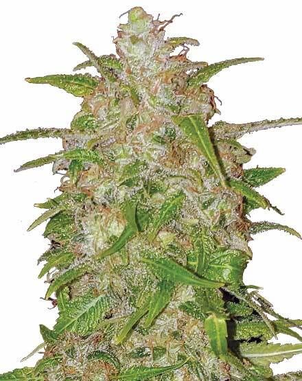 Bruce Banner Seeds Australia Feminized CG Australia fast shipping local Australian