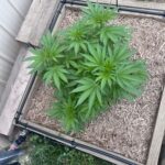 Lemon Skunk Feminized (On Sale) photo review