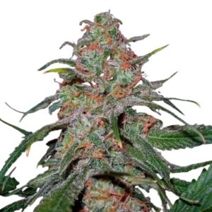 Lemon Skunk Cannabis Seeds CG Australia fast shipping