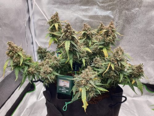Click to view full screen Multi Pack 10 AUTO Indica Feminized Seeds photo review