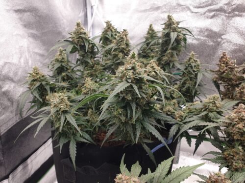 Click to view full screen Multi Pack 10 AUTO Indica Feminized Seeds photo review
