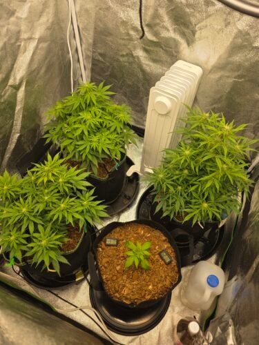 Click to view full screen Multi Pack 10 AUTO Indica Feminized Seeds photo review