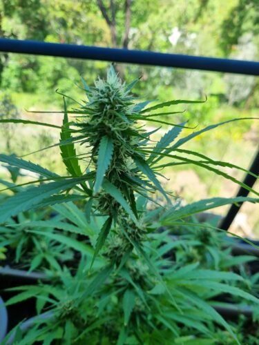 Multi Pack 10 AUTO Sativa Feminized Seeds photo review