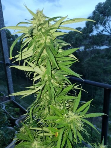 Multi Pack 10 Sativa Feminized Seeds photo review