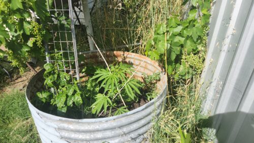 Click to view full screen Multi Pack 10 Indica Feminized Seeds photo review