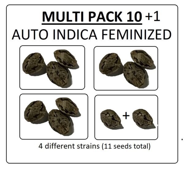 Multi Pack 10 AUTO Indica Feminized Seeds