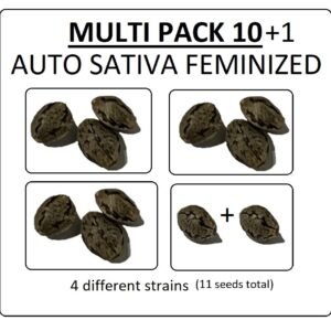Multi Pack 10 AUTO Sativa Feminized Seeds