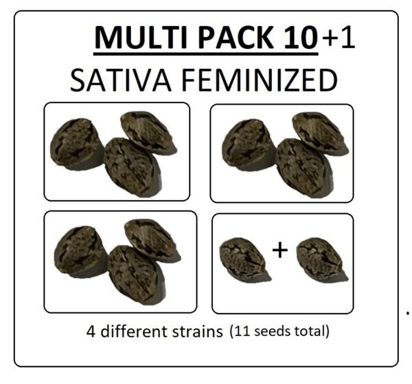 Multi Pack 10 Sativa Feminized Seeds