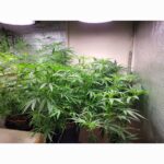 Multi Pack 10 Sativa Feminized Seeds photo review