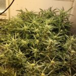 Multi Pack 10 Sativa Feminized Seeds photo review