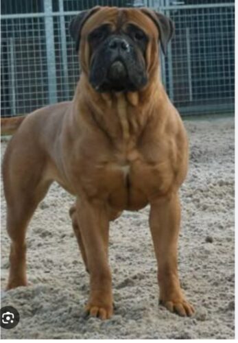 Cheese Feminized (+ Free Seeds) photo review