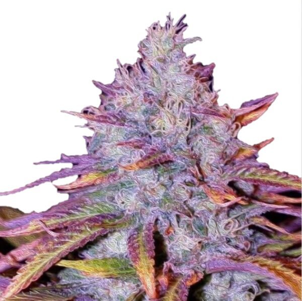 Auto Blue Dream Feminized (+ Free Seeds)