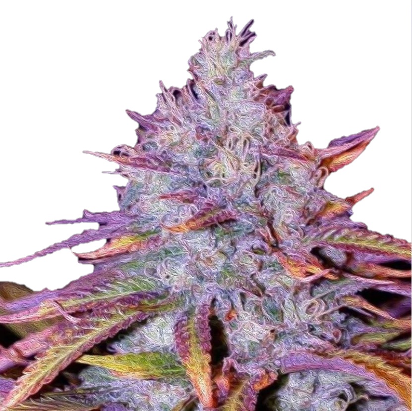 Blue Dream Feminized (+ Free Seeds)