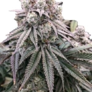Cheese Feminized Cannabis Seeds Australia Fast Shipping Top Genetics Cheese Skunk Seeds