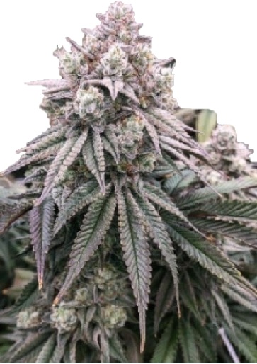 Cheese Feminized Cannabis Seeds Australia Fast Shipping Top Genetics Cheese Skunk Seeds