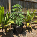 Purple Haze Feminized (+ Free Seeds) photo review