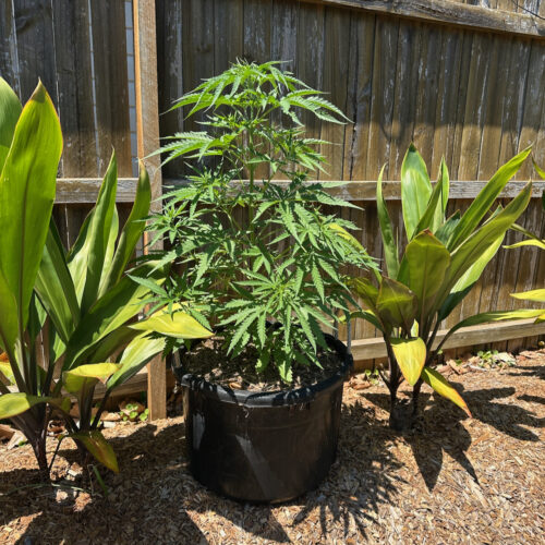 Click to view full screen Purple Haze Feminized (+ Free Seeds) photo review