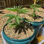 Purple Haze Feminized (+ Free Seeds) photo review