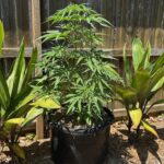 Purple Haze Feminized (+ Free Seeds) photo review