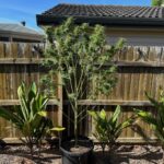 Purple Haze Feminized (+ Free Seeds) photo review