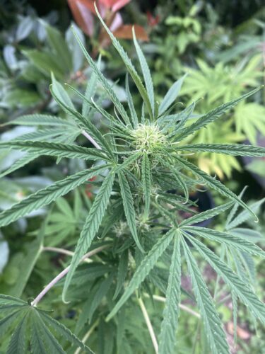 Purple Haze Feminized (+ Free Seeds) photo review