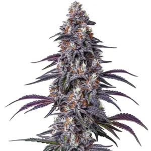 Purple Haze Cannabis seeds Australia CG Australia fast shipping over 3000+ reviews