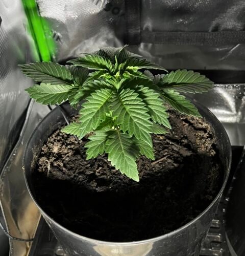 Amnesia Haze Feminized (On sale) photo review