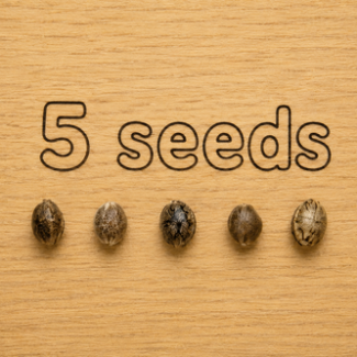 Gelato Feminized Seeds - 5 Seeds