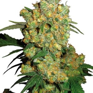 Big Bud Feminized Cannabis Seeds Fast delivery CG Australia