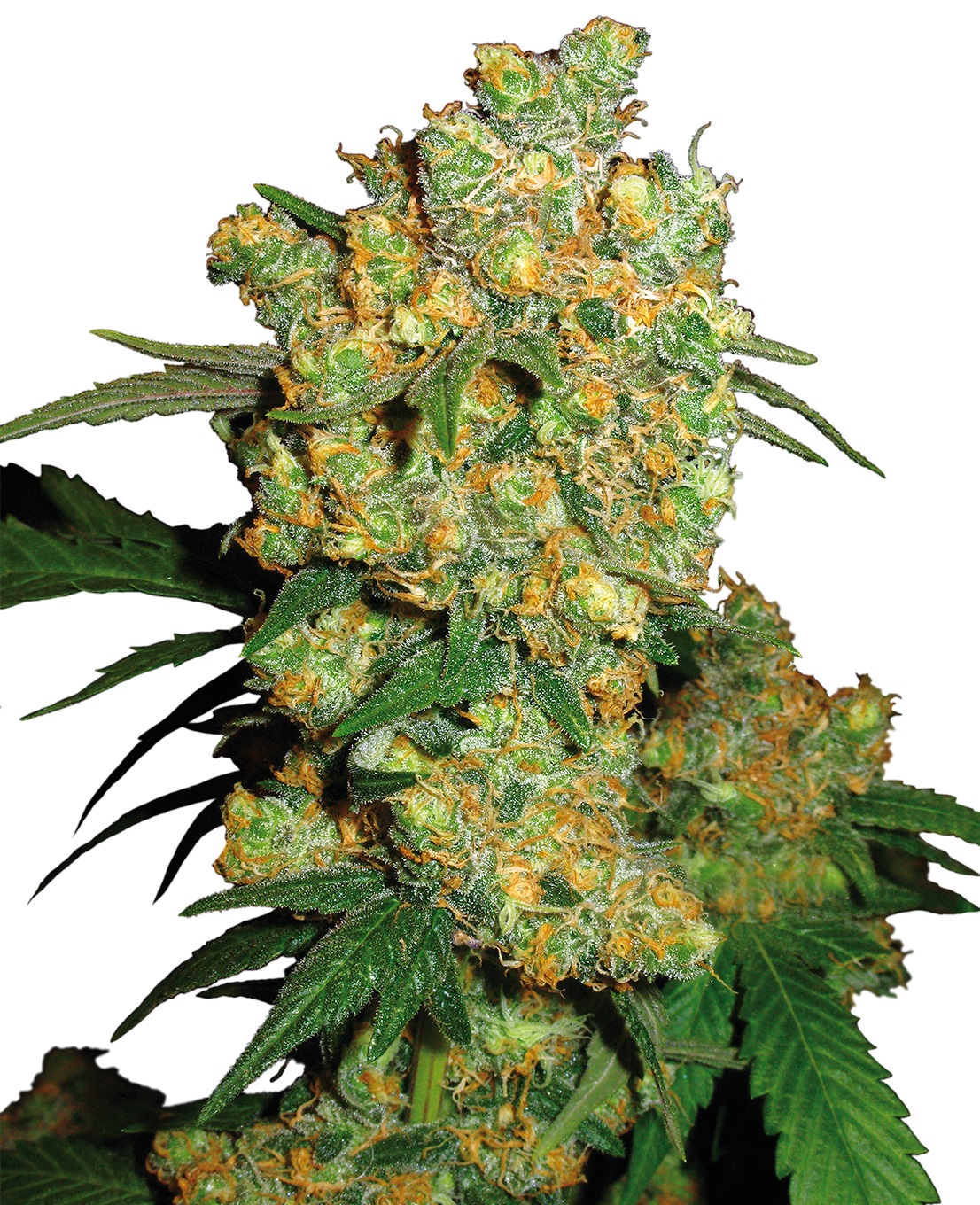 Big Bud Feminized Cannabis Seeds Fast delivery CG Australia