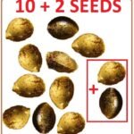 10 + 2 Seeds (12 total)