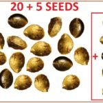 20 + 5 Seeds (25 total)