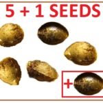 5 + 1 Seeds (6 total)