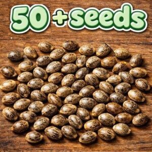 Bulk Feminized Cannabis Seeds Australia