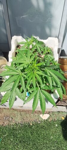 Auto AK-47 Feminized Seeds (+ Free Seeds) photo review