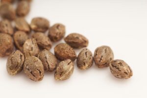 CG Australia most reliable seedbank australia