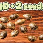 10 + 2 Seeds (12 total)