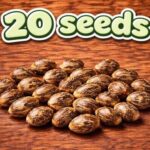 20 Seeds