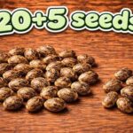 20 + 5 Seeds (25 total)